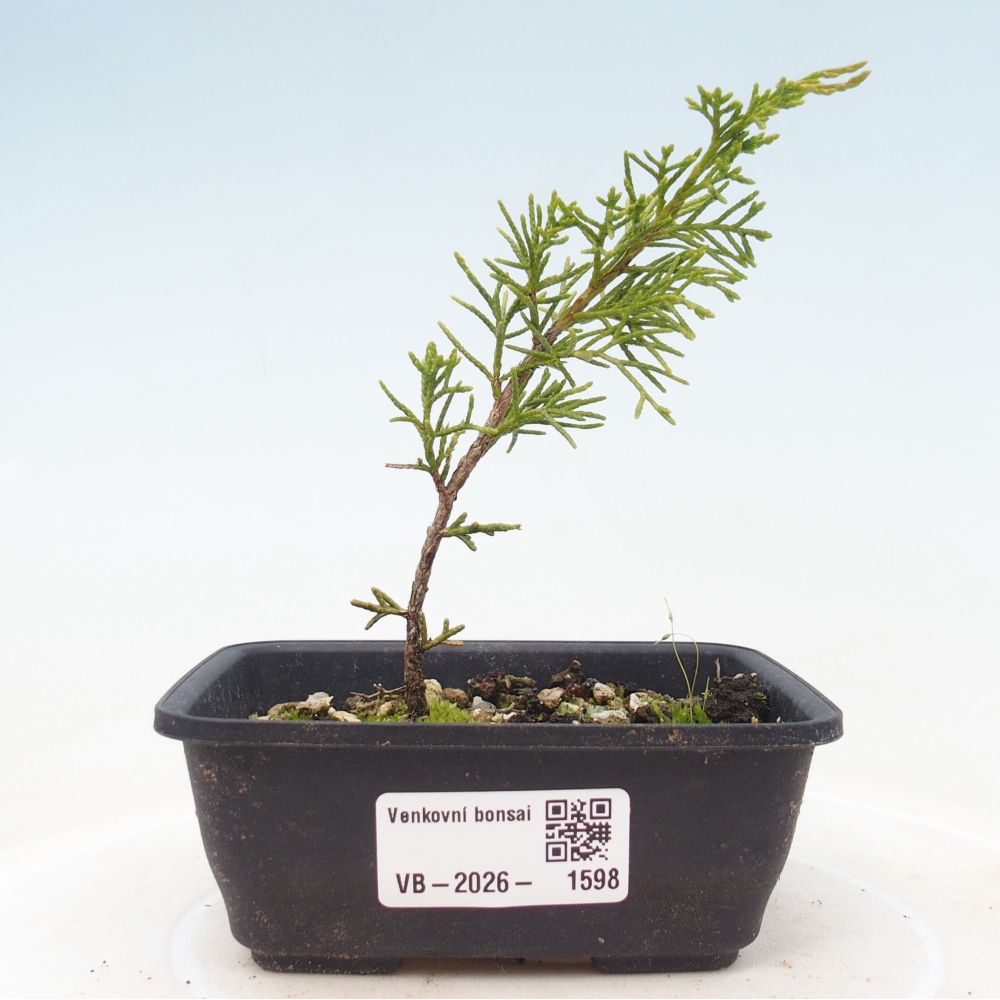 Bonsai da esterno - Juniperus chinensis Itoigawa
