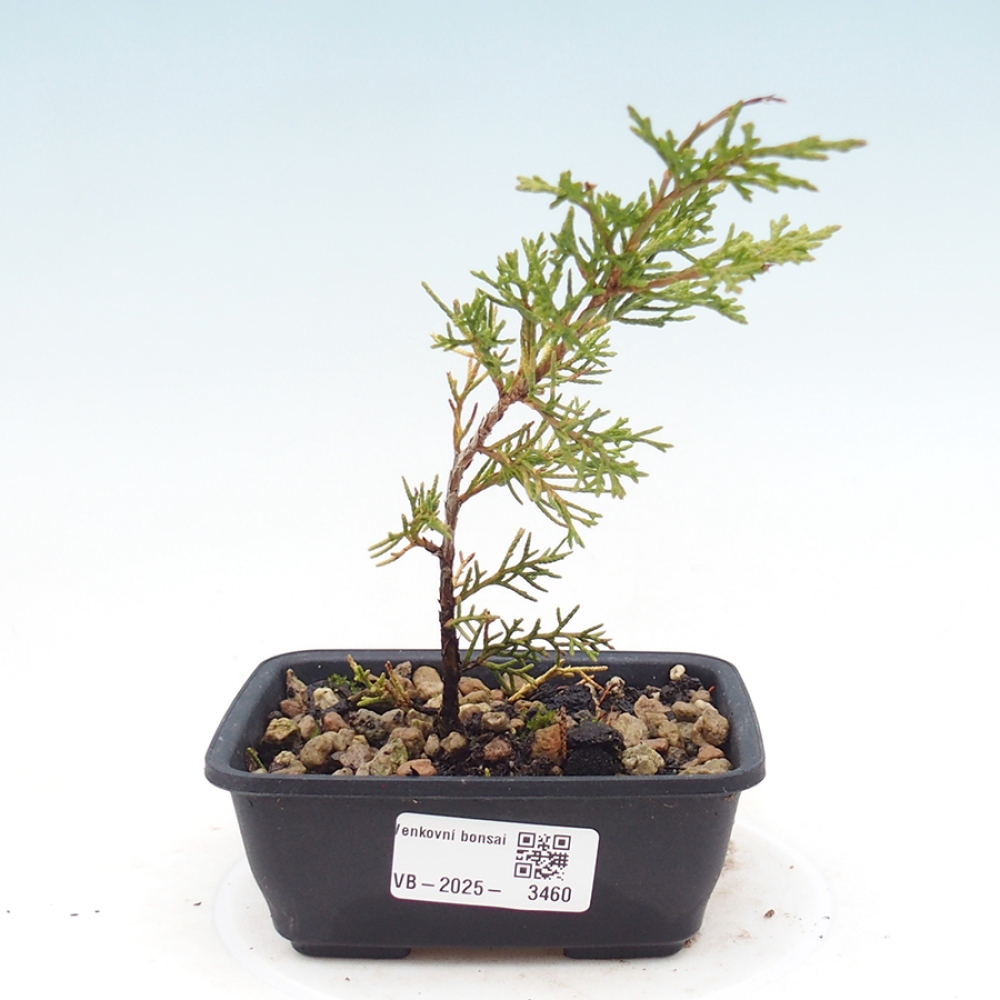 Bonsai da esterno - Juniperus chinensis Itoigawa