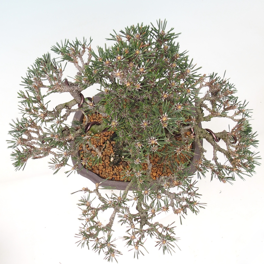 Bonsai da esterno - Pinus thunbergii Kotobuki - Pino di Thunberg
