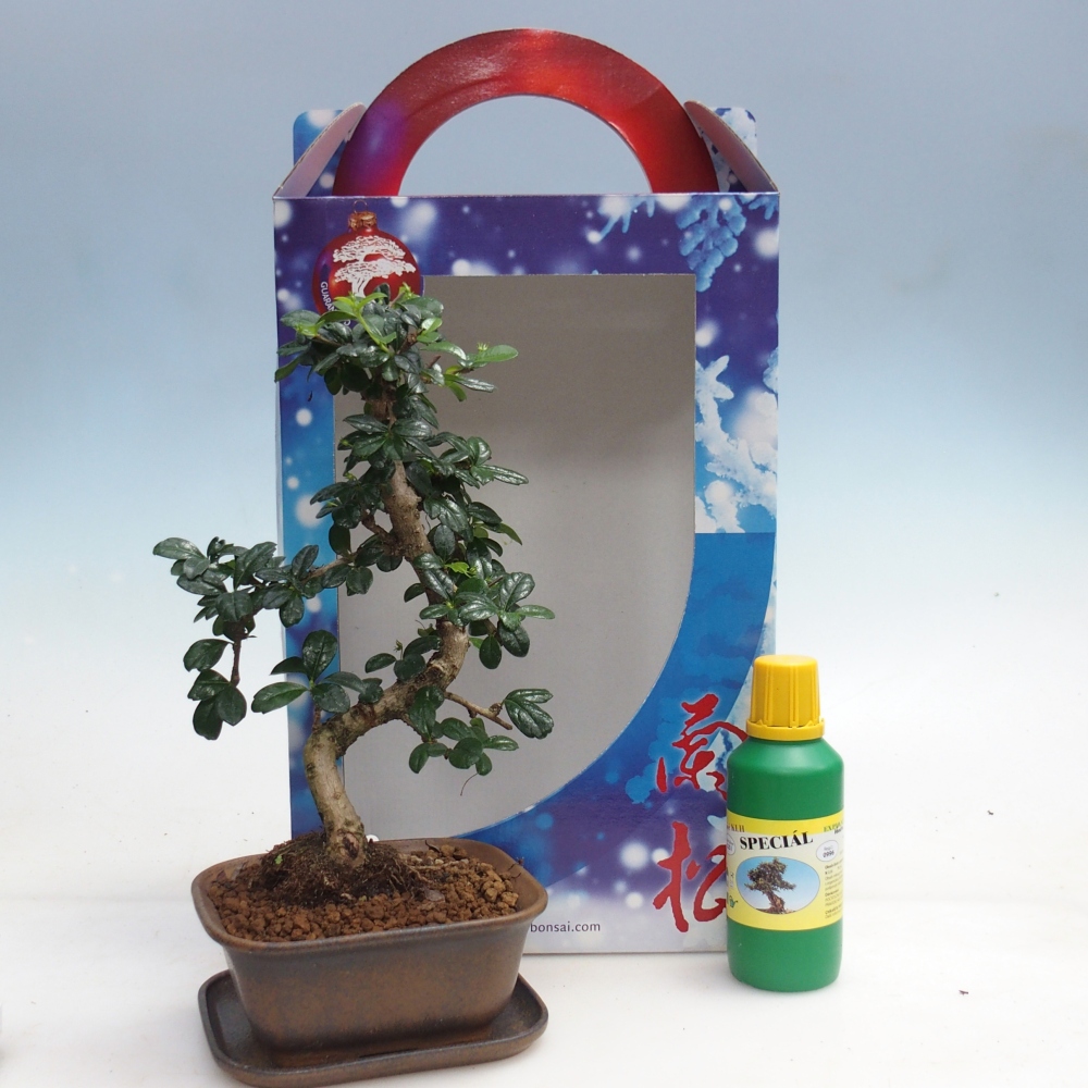 Bonsai da camera in confezione regalo Carmona microphylla - Tea fuki