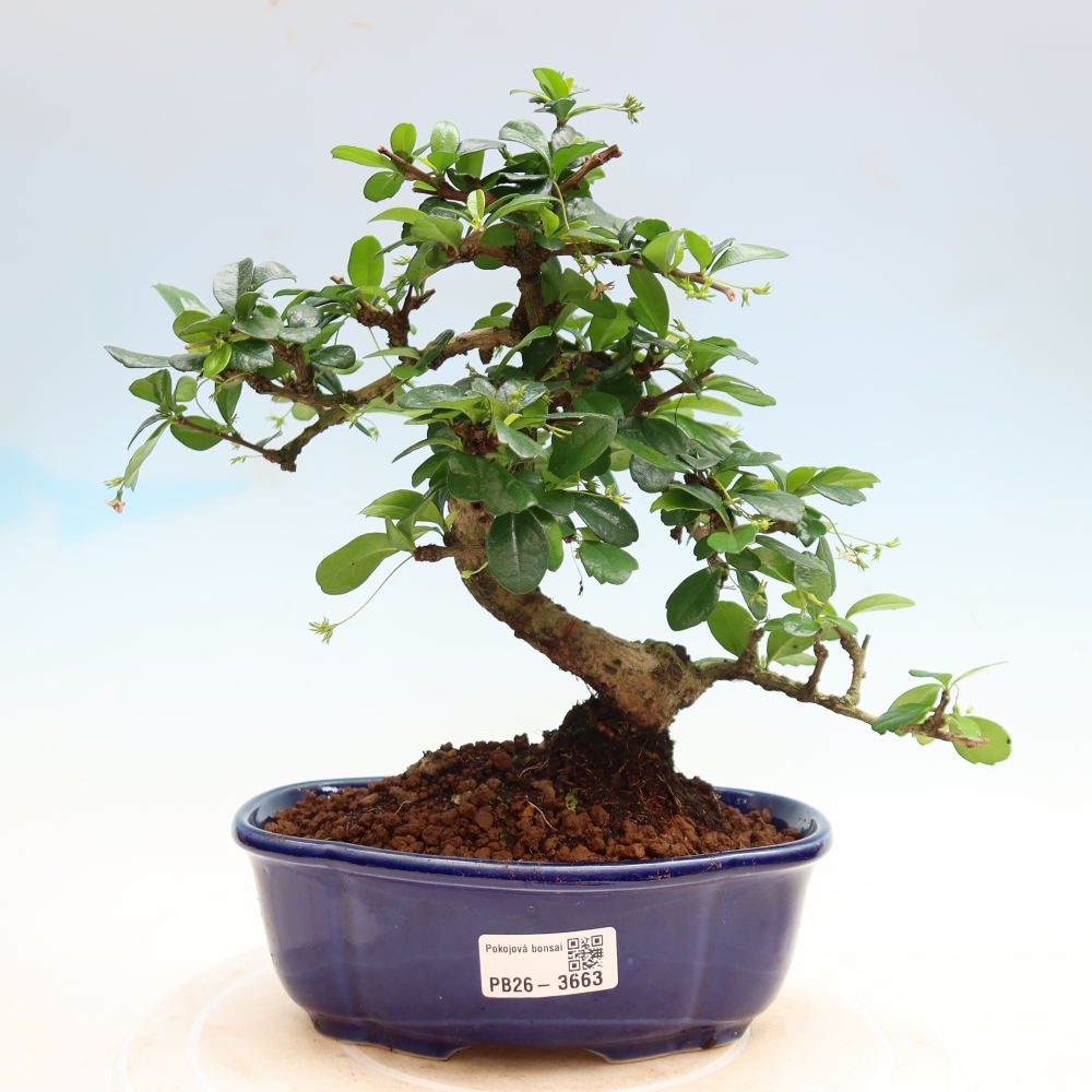 Camera bonsai - Carmona macrophylla - Tea fuki