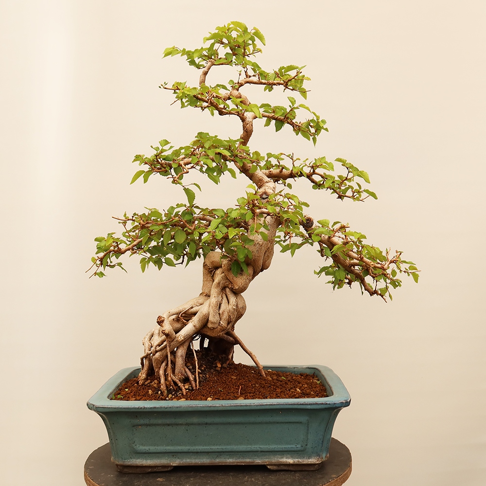 Bonsai da esterno -Carpinus Coreana - Carpino coreano