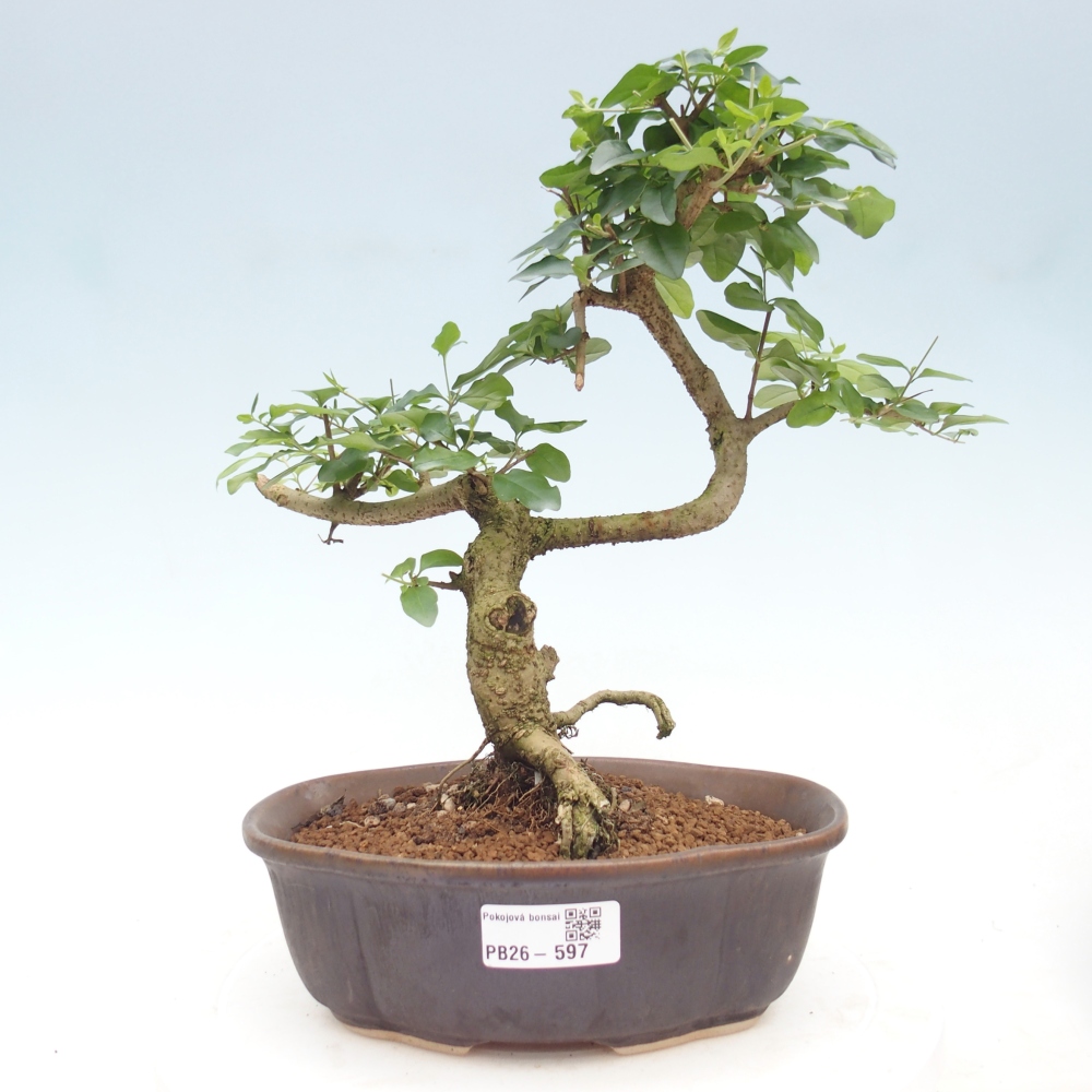 Camera bonsai -Ligustrum chinensis - Becco d'uccello
