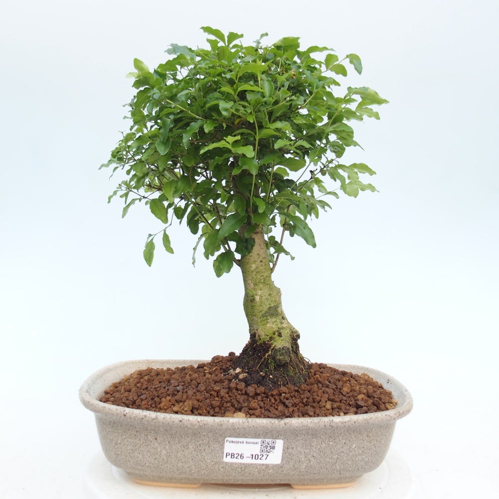 Camera bonsai -Ligustrum chinensis - Becco d'uccello