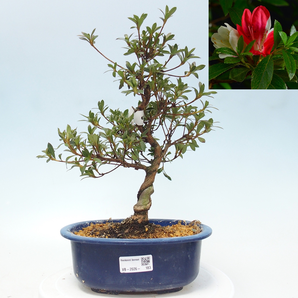 Bonsai da esterno - Azalea giapponese - Azalea Senhime