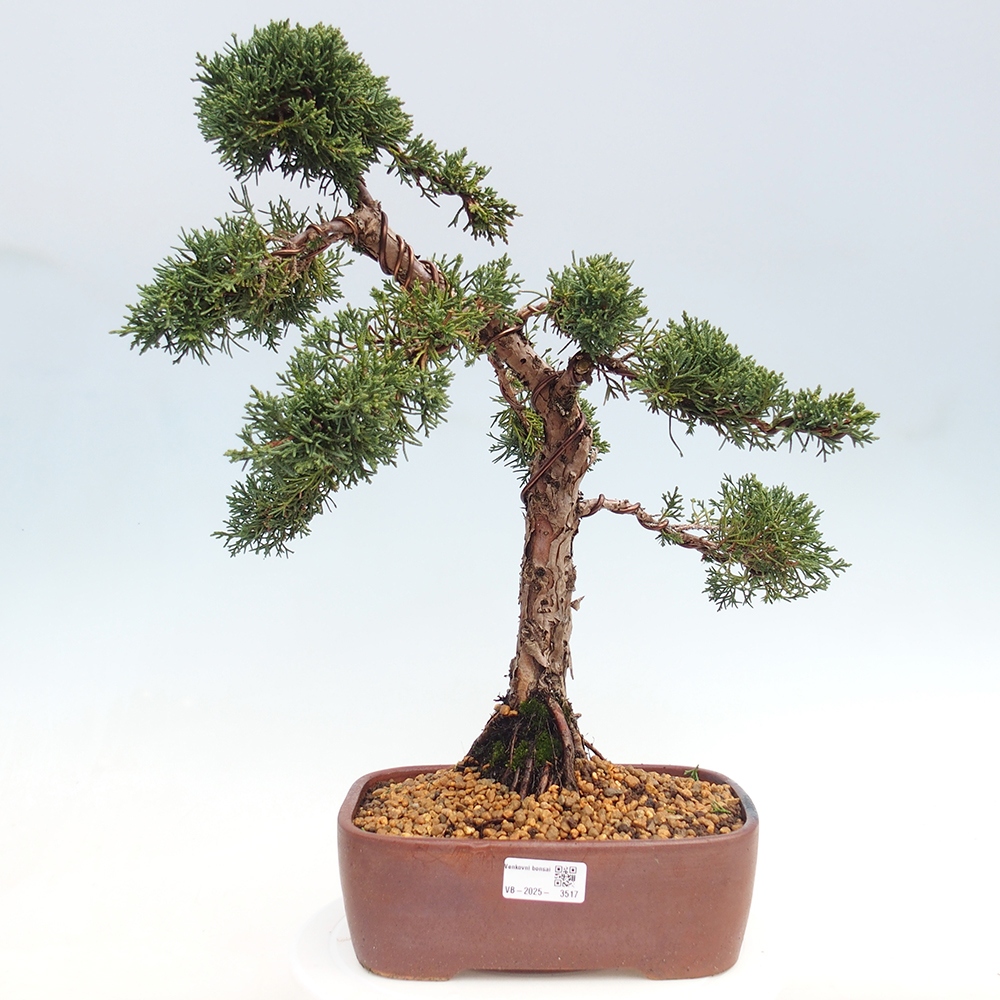 Bonsai da esterno - Juniperus chinensis Kishu