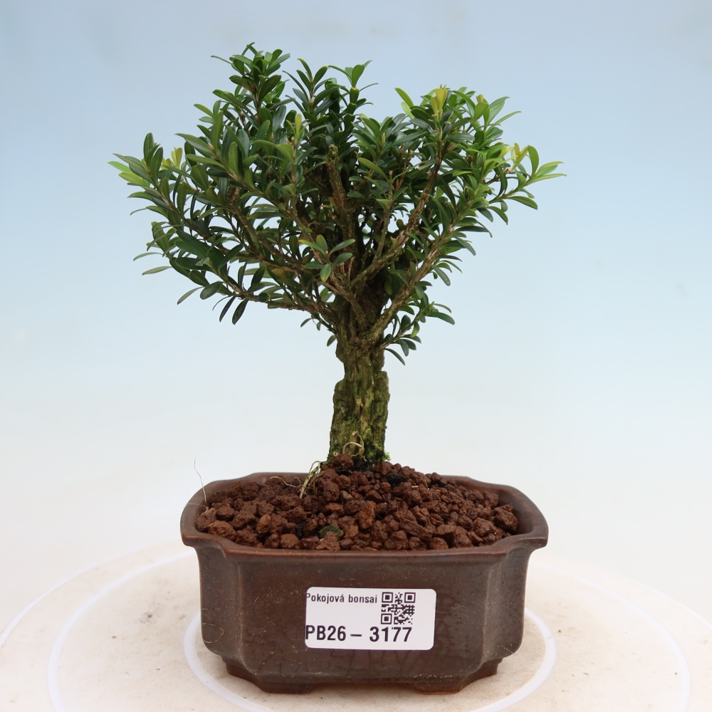 Camera bonsai - Buxus harlandii - buxus da sughero