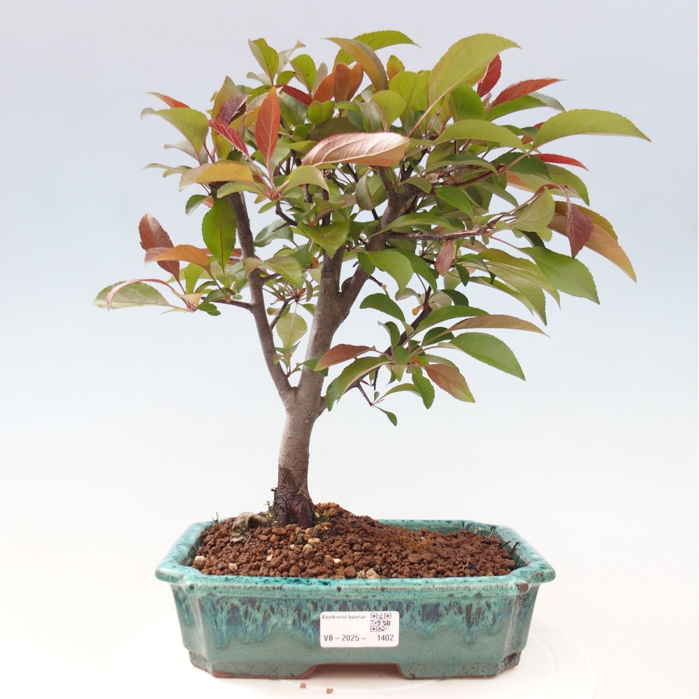 Bonsai da esterno -Malus domestica - Melo a piccoli frutti a foglie rosse