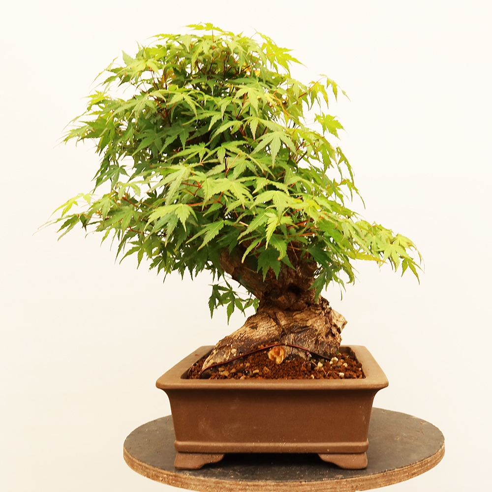 Bonsai da esterno - Acero palmatum - Palme