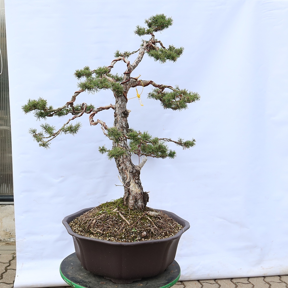 Pinus sylvestris Spagna - pino silvestre