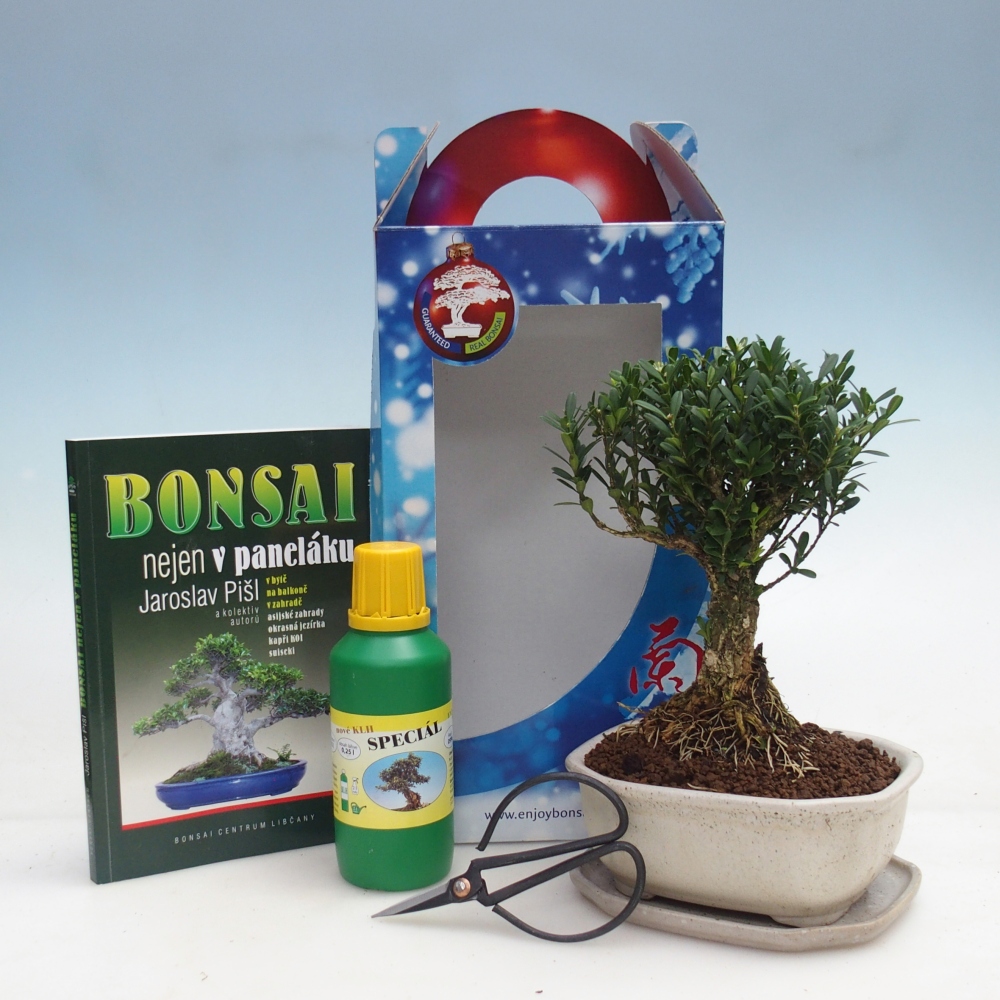 Bonsai da camera in confezione regalo