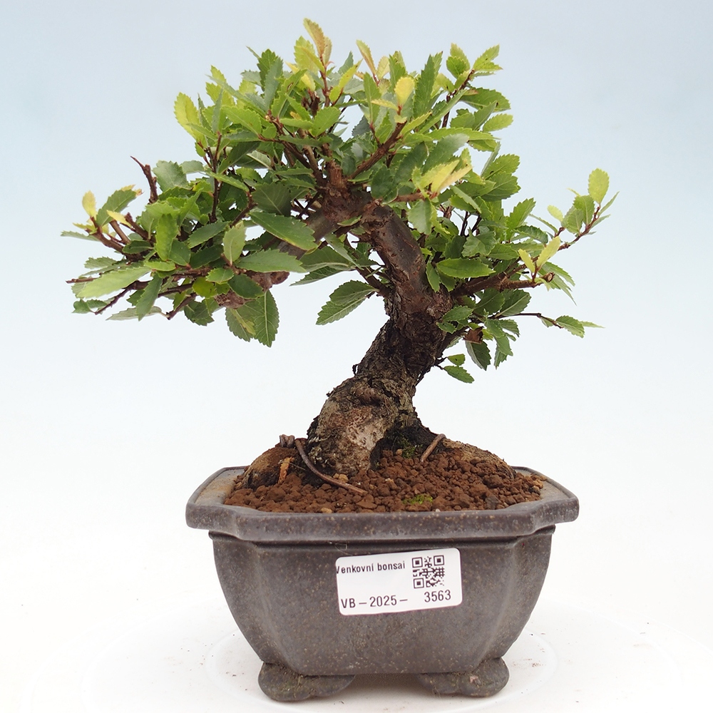Bonsai da esterno - Zelkova - Zelkova NIRE