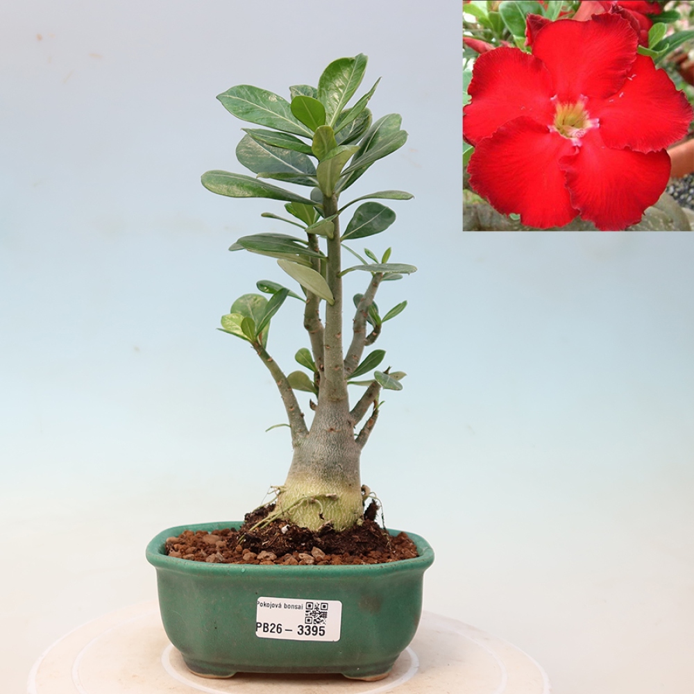 Bonsai da interno - Adenium obesum Red Star - Rosa del deserto