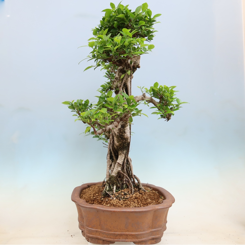 Camera bonsai - Ficus kimmen - ficus a foglie piccole