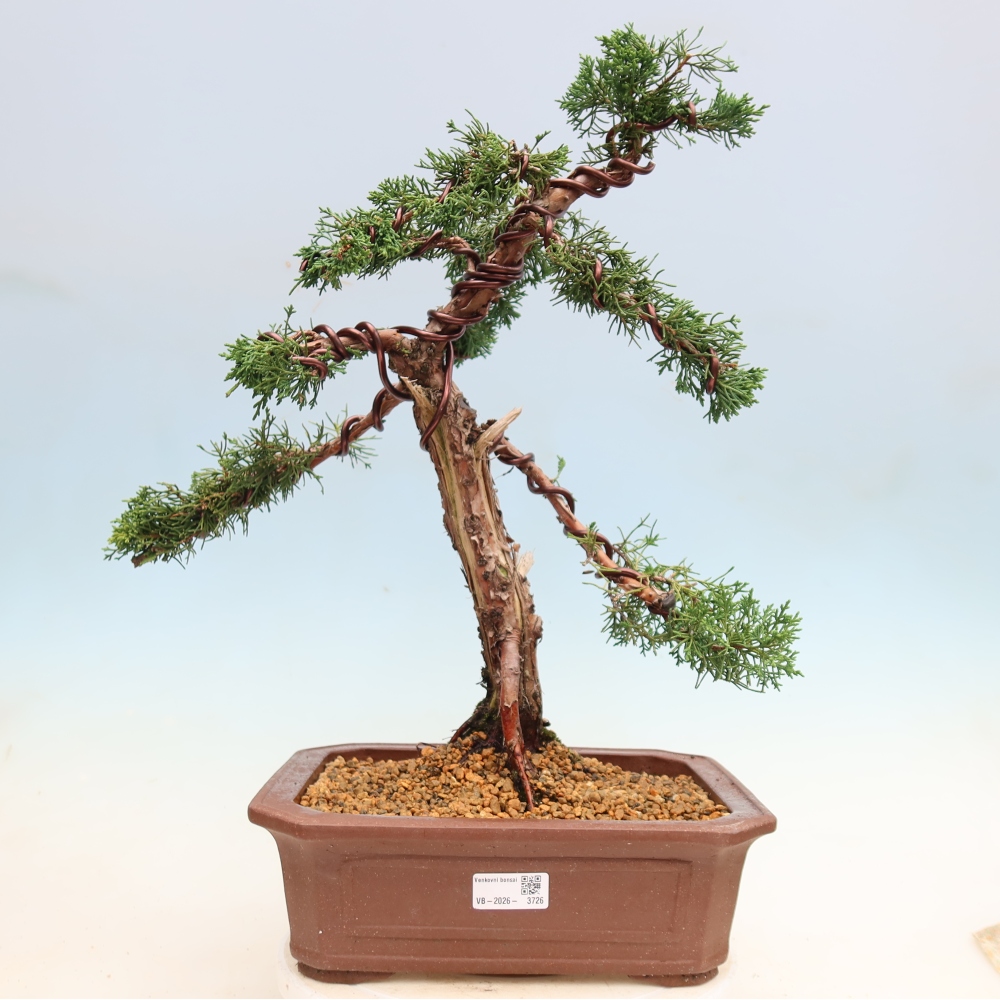 Bonsai da esterno - Juniperus chinensis Kishu