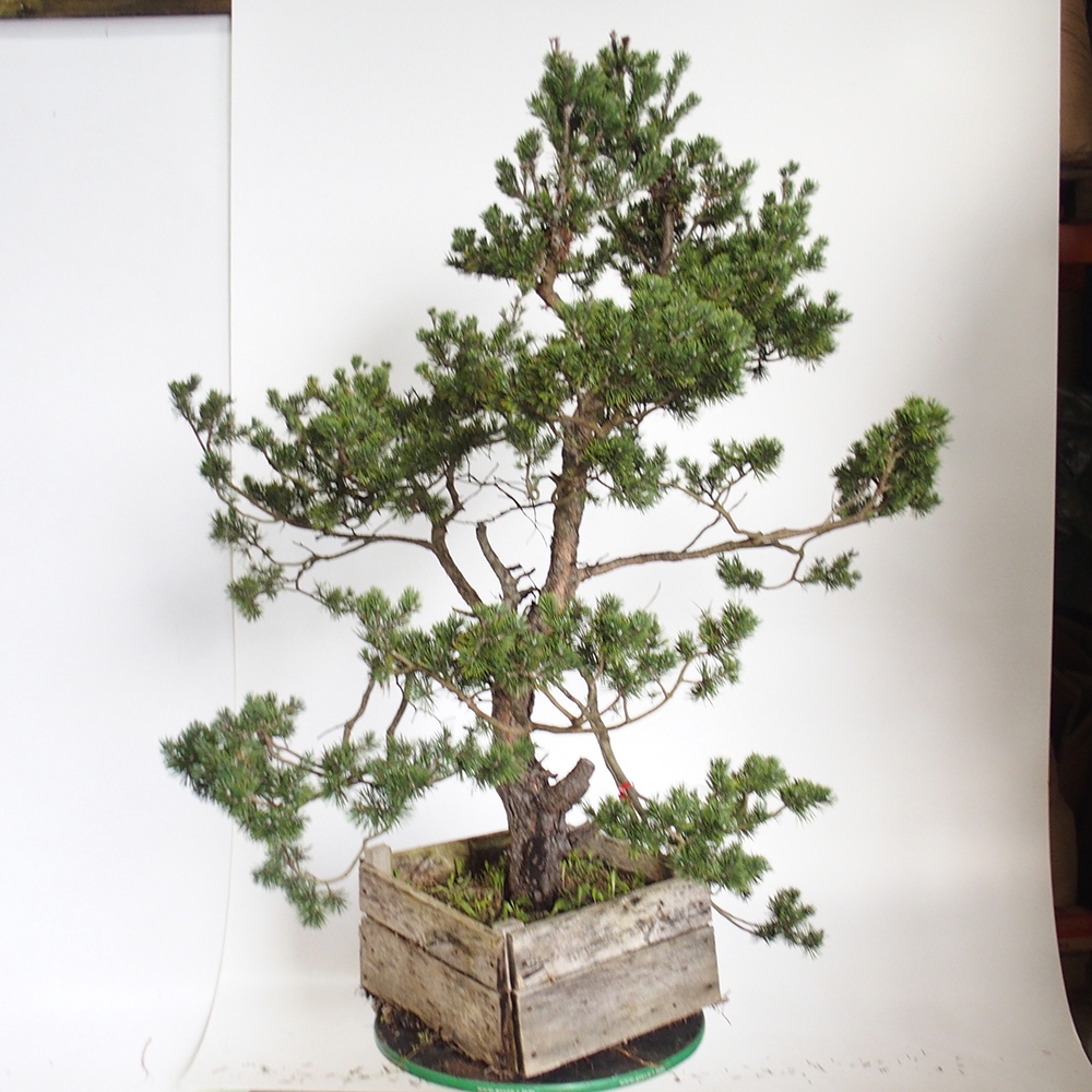 Yamadori - Pinus sylvestris Spagna