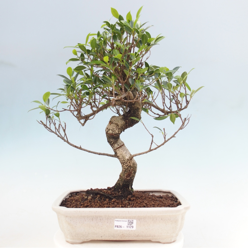 Camera bonsai - Ficus kimmen - ficus a foglie piccole