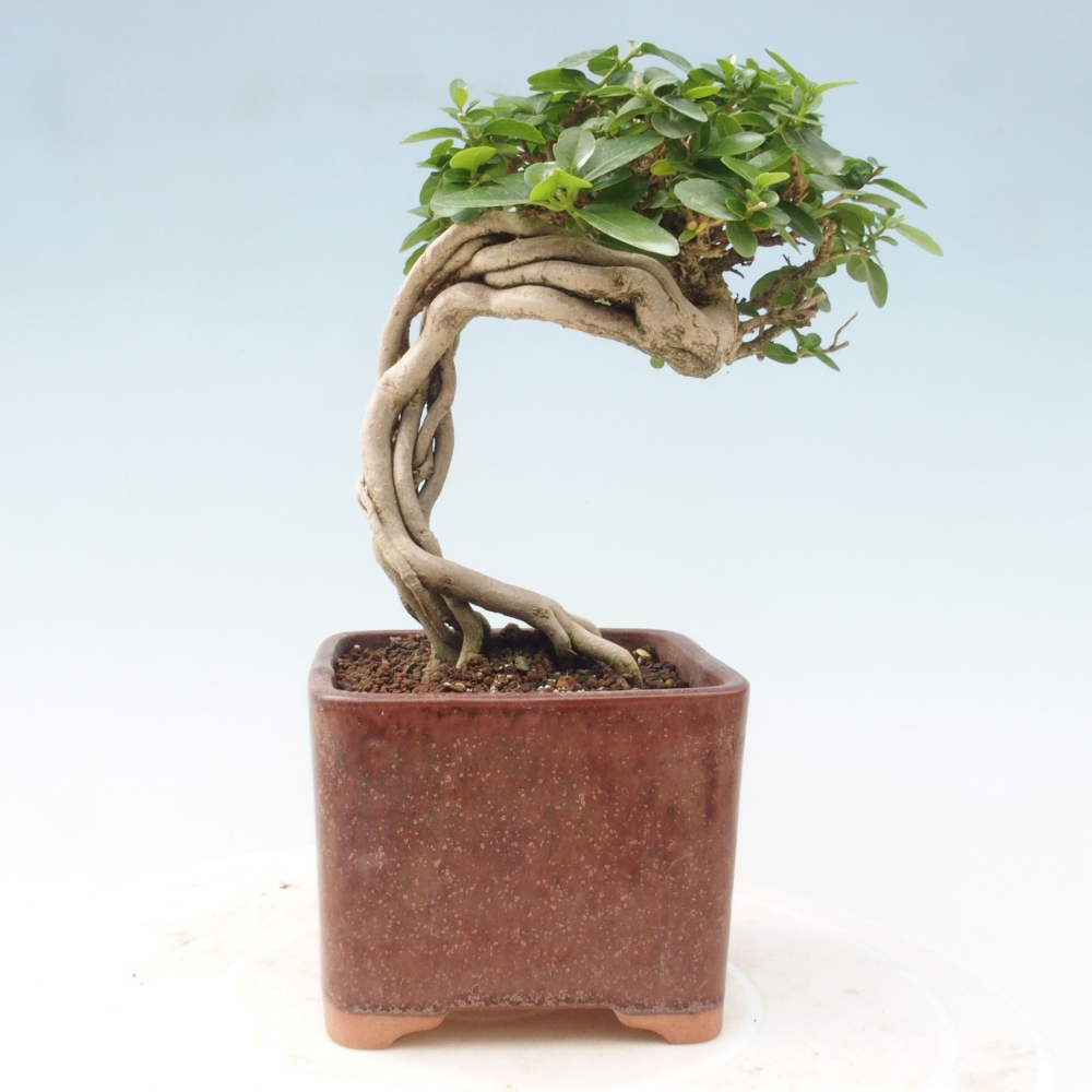 Bonsai da interno - Premna serratifolia - Kozlovna malolista