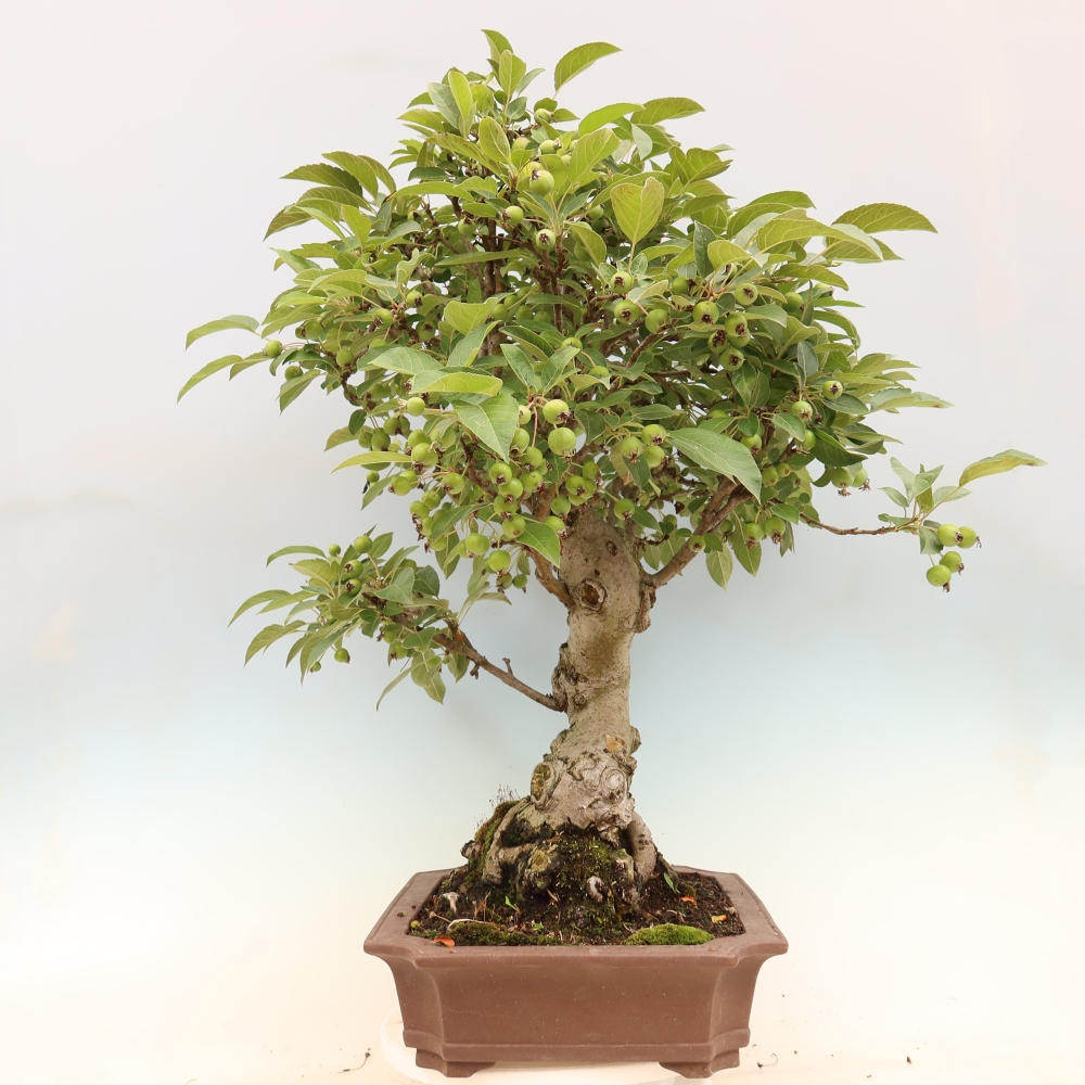 Bonsai da esterno -Malus halliana - Melo a frutto piccolo