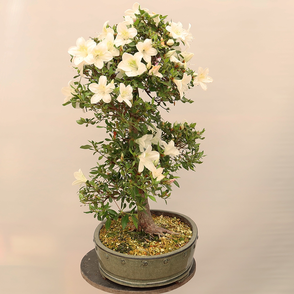 Bonsai da esterno - Azalea giapponese - Azalea a mano