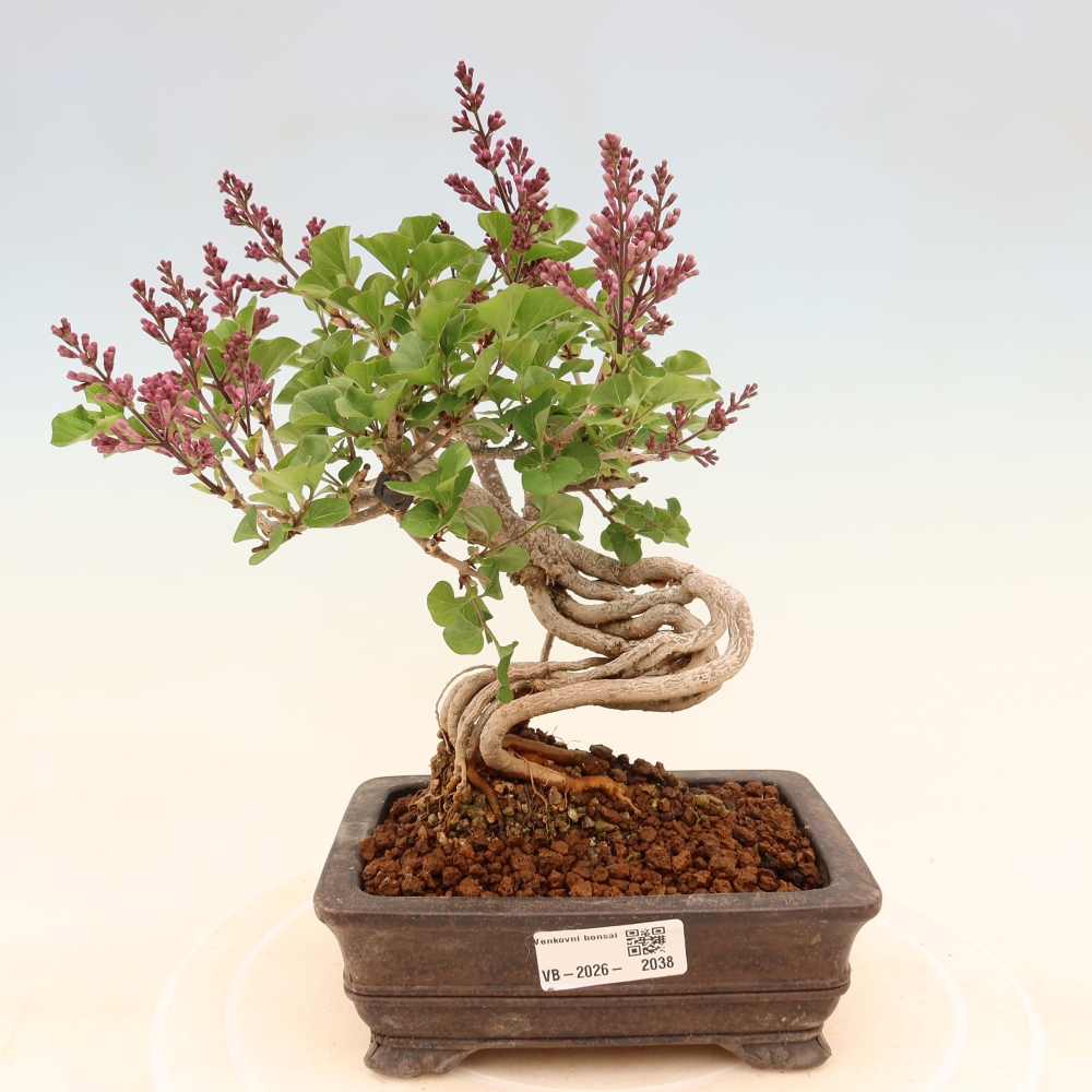 Bonsai da esterno - Syringa microphylla - lillà a fiore piccolo