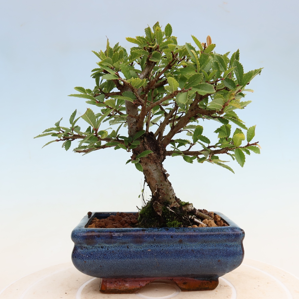 Bonsai da esterno - Zelkova - Zelkova NIRE