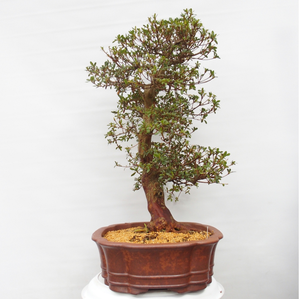 Bonsai da esterno - Azalea giapponese - Azalea Shunen