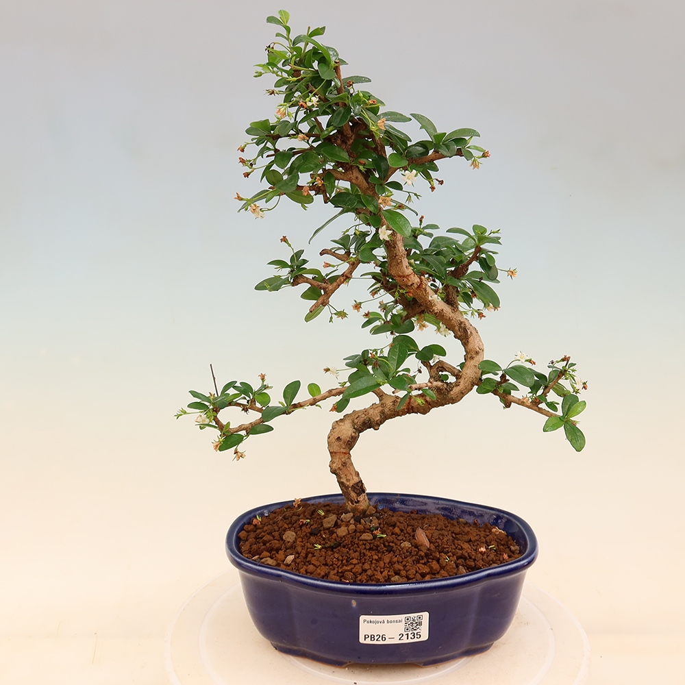 Camera bonsai - Carmona macrophylla - Tea fuki