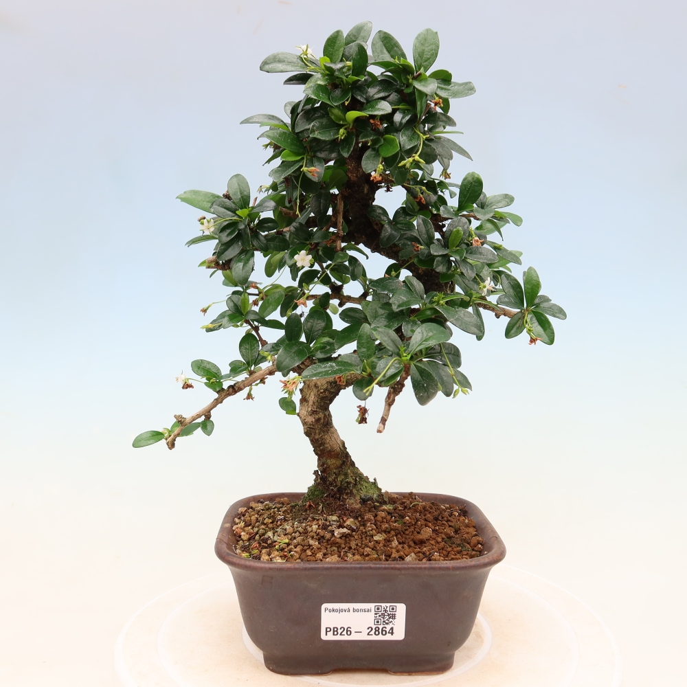 Camera bonsai - Carmona macrophylla - Tea fuki