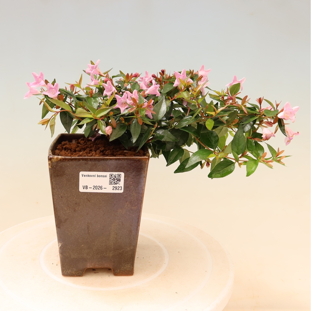 Bonsai da esterno - Abelia Edward Goucher - Abelia a fiore grande