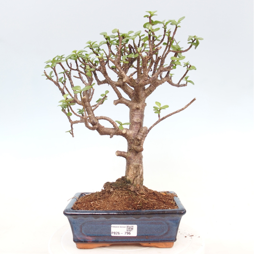 Camera bonsai - Portulakaria Afra - Tlustice