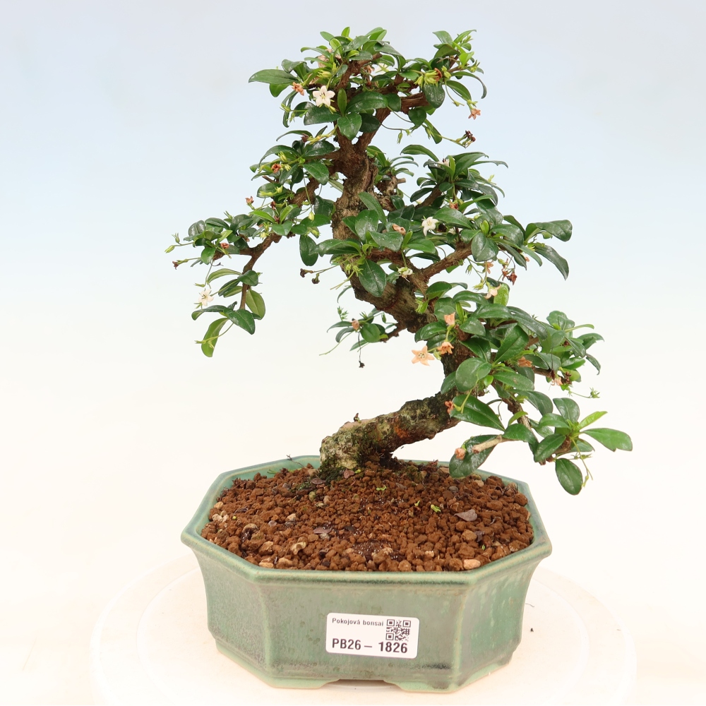 Camera bonsai - Carmona macrophylla - Tea fuki
