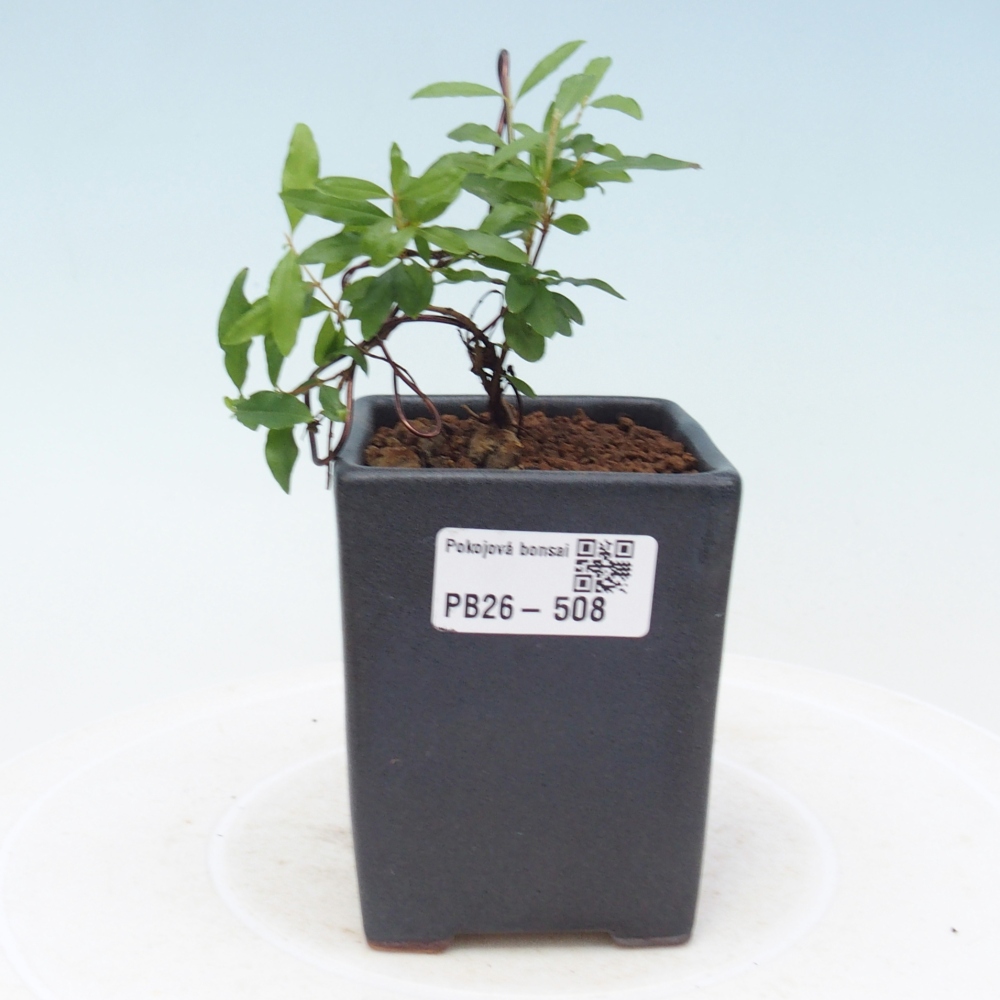 Camera bonsai-PUNICA granatum nana-Mela granata