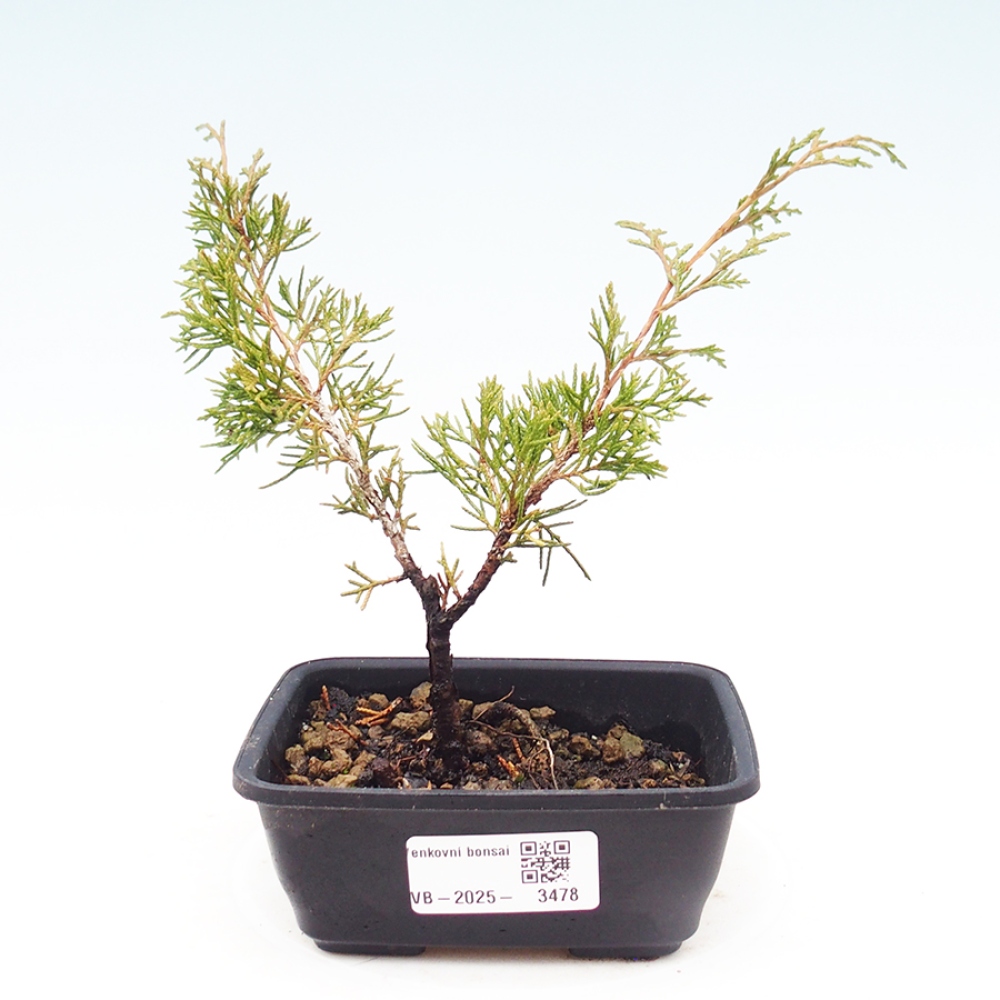Bonsai da esterno - Juniperus chinensis Itoigawa