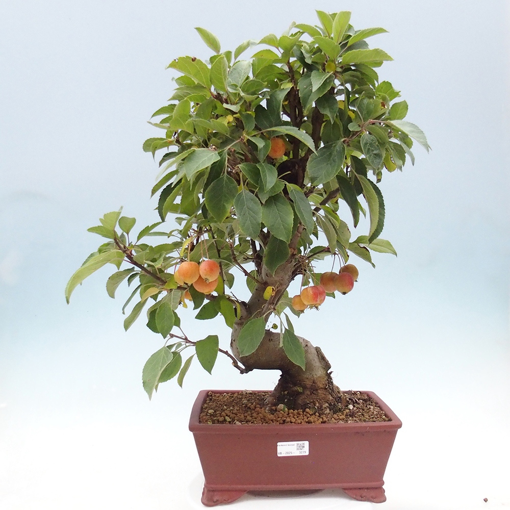 Bonsai da esterno -Malus halliana - Melo a frutto piccolo