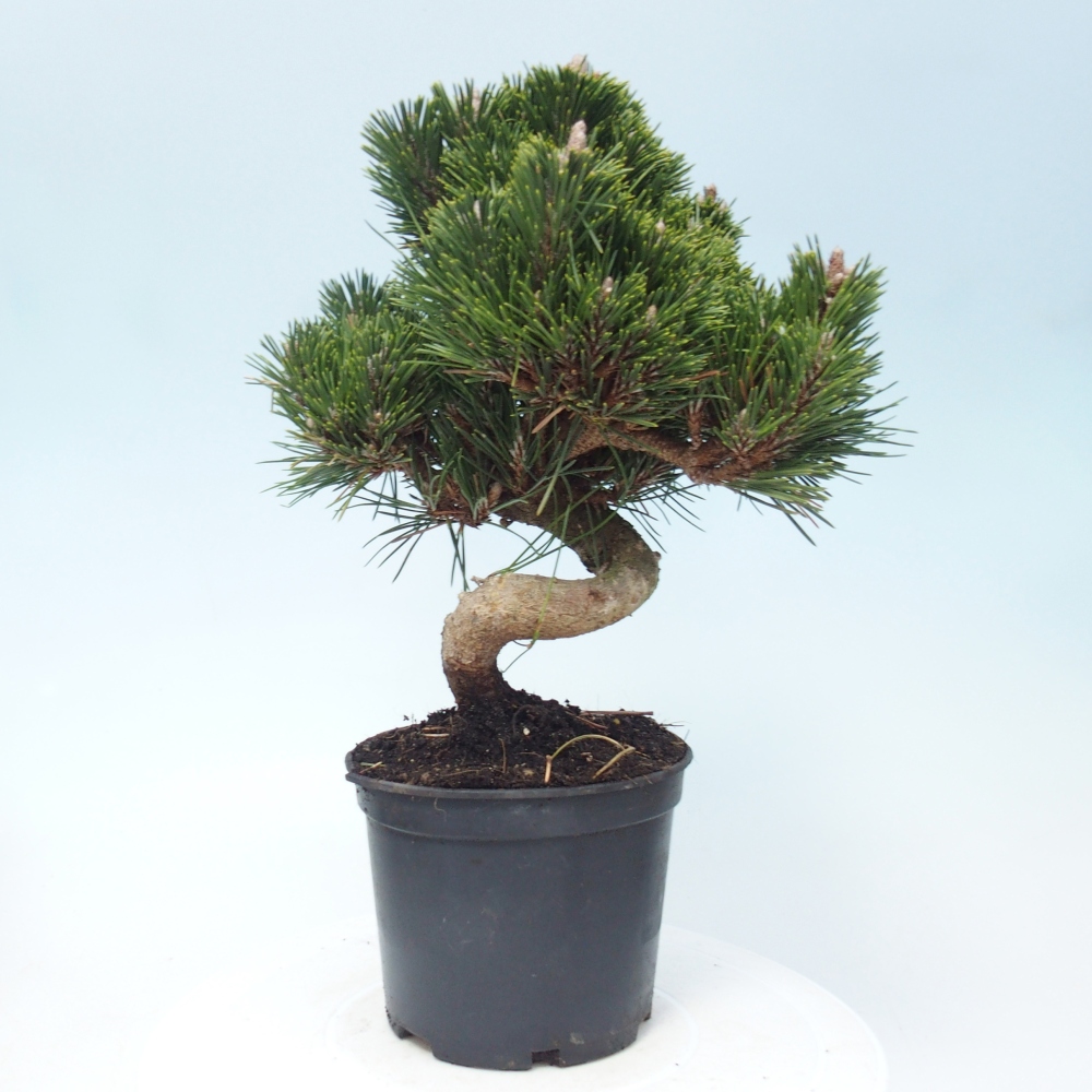Bonsai da esterno - Pinus thunbergii senjyumaru - Pino di Thunberg