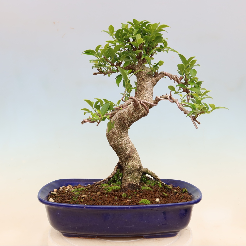 Camera bonsai - Ficus kimmen - ficus a foglie piccole