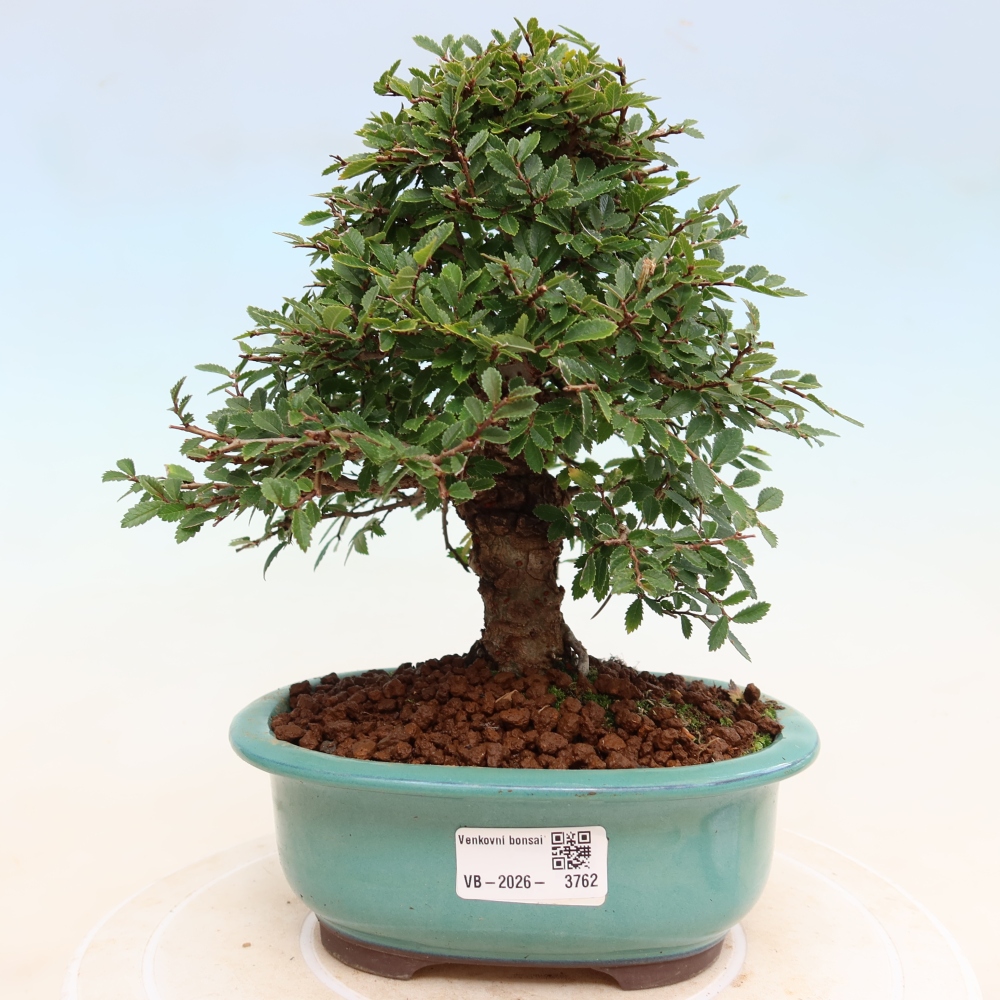 Bonsai da esterno - Zelkova - Zelkova NIRE
