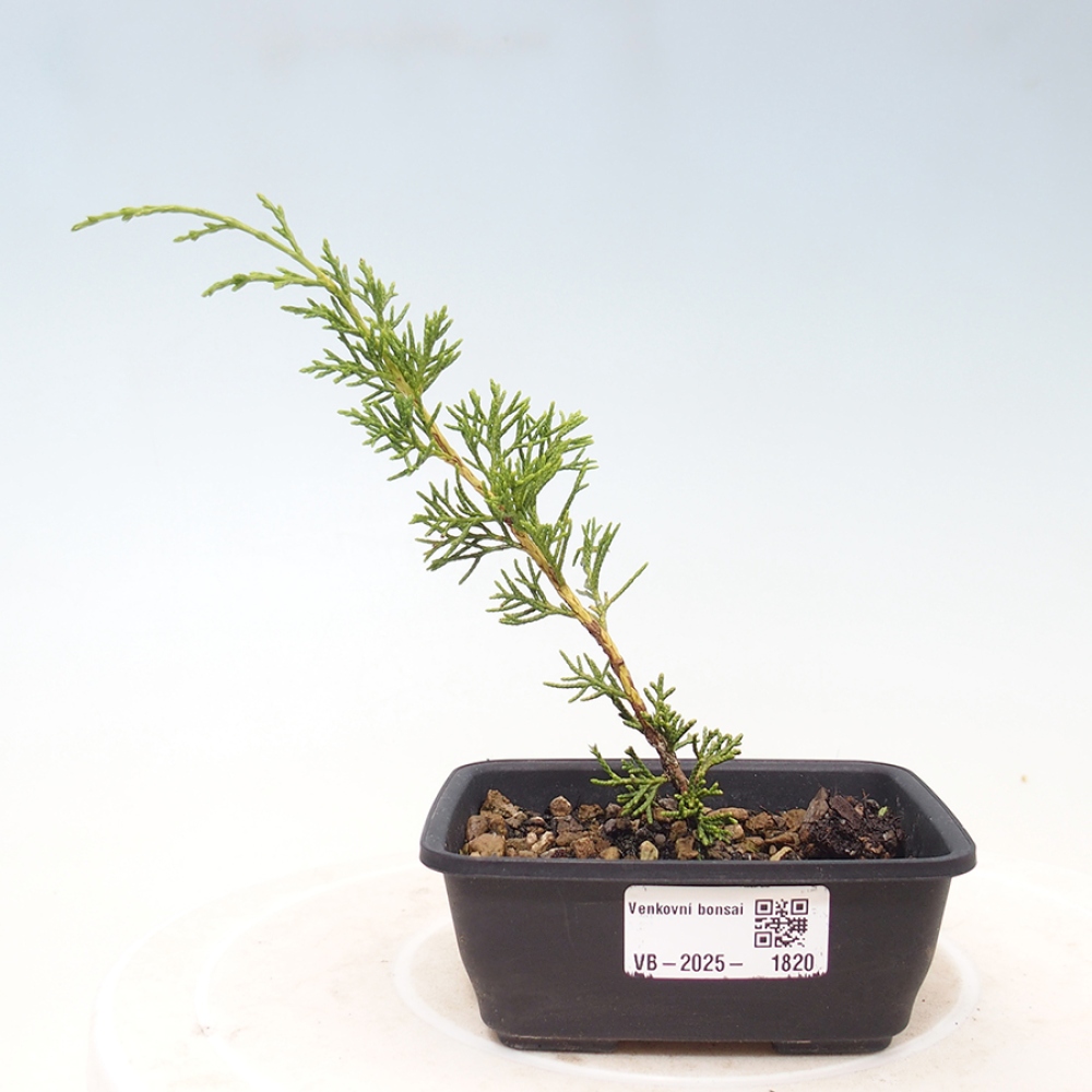 Bonsai da esterno - Juniperus chinensis Itoigawa