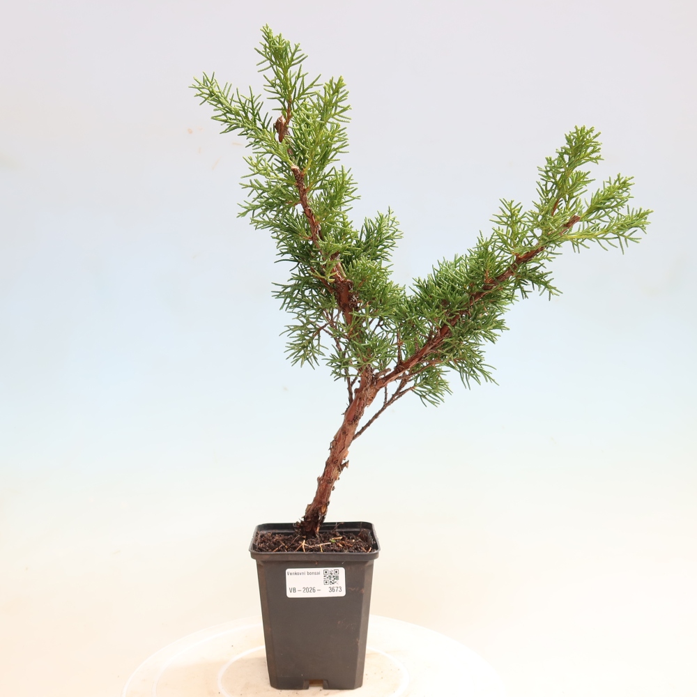 Bonsai da esterno - Juniperus chinensis Kishu
