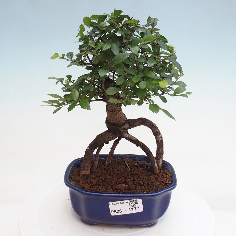 Camera bonsai - Ulmus parvifolia - Olmo a foglie piccole