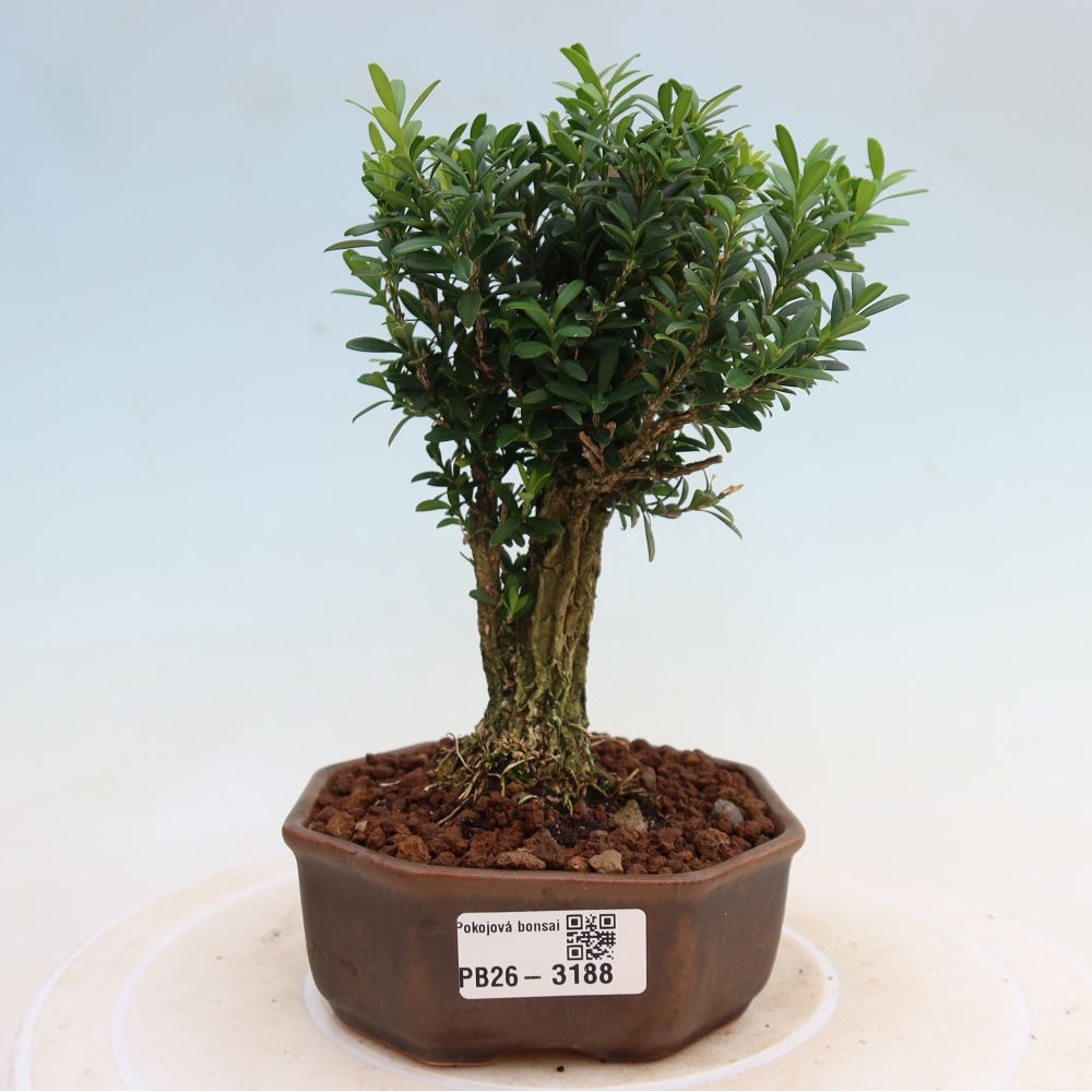 Camera bonsai - Buxus harlandii - buxus da sughero