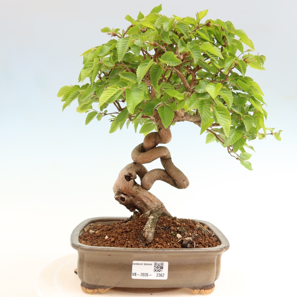 Bonsai da esterno -Carpinus Coreana - Carpino coreano