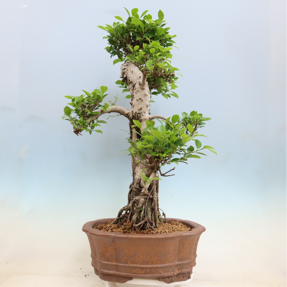 Camera bonsai - Ficus kimmen - ficus a foglie piccole