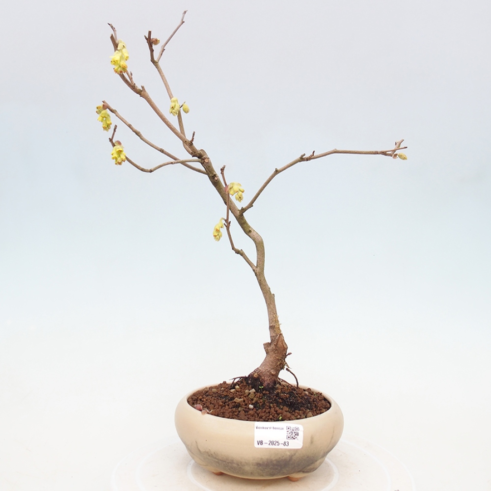 Bonsai da esterno - Nocciolo - Corylopsis Spicata
