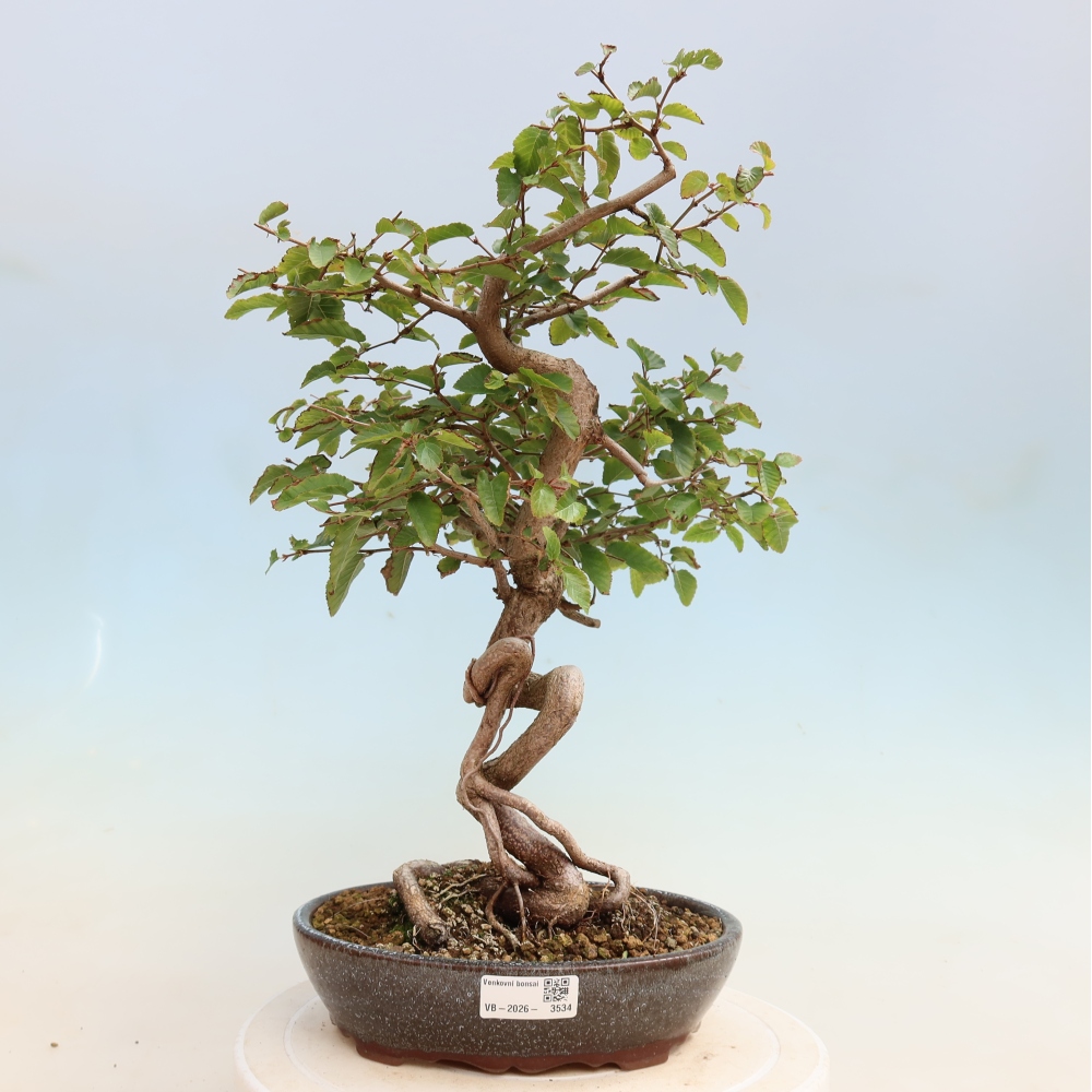 Bonsai da esterno -Carpinus CARPINOIDES - Carpino coreano