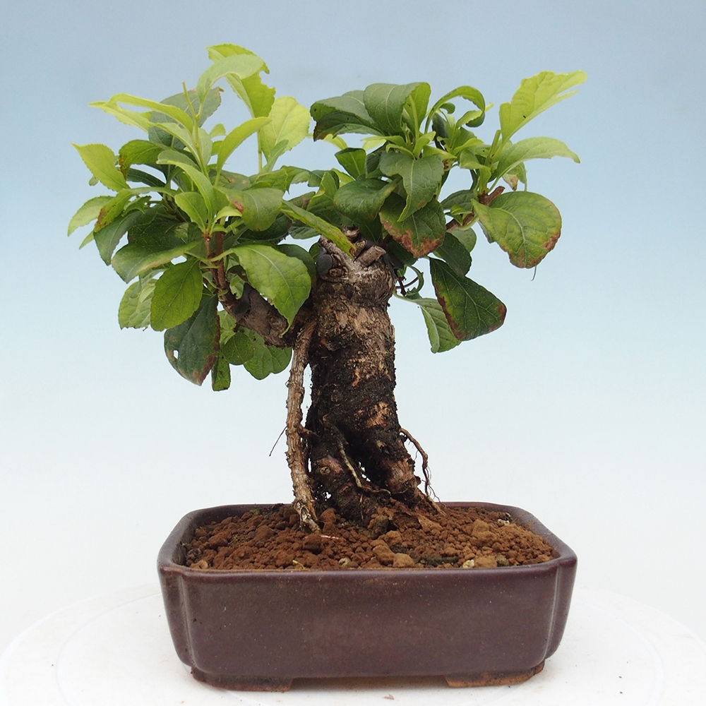 Bonsai da esterno - Celastrus orbiculatus