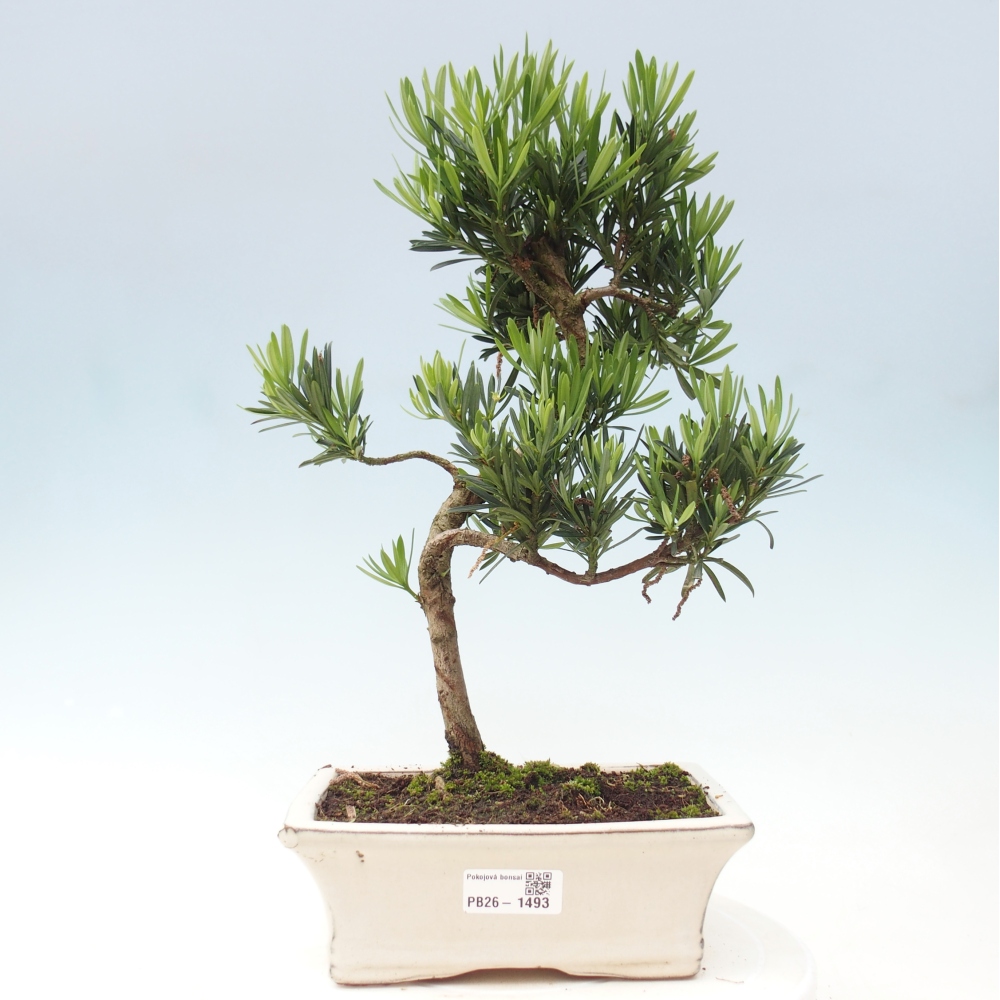 Camera bonsai - Podocarpus - Tasso delle pietre
