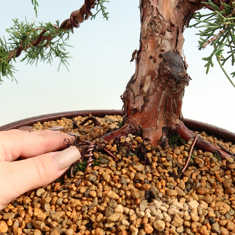 Bonsai da esterno - Juniperus chinensis Kishu