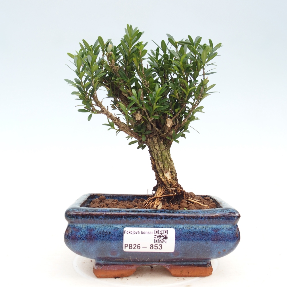 Camera bonsai - Buxus harlandii - buxus da sughero